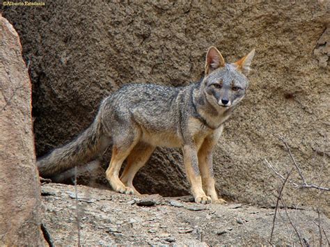 Sechuran Foxes Animals Interesting Facts And Latest Pictures The Wildlife