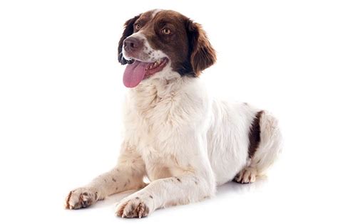 french spaniel breed information health appearance personality