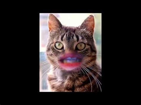 Causes of lip & mouth sores. A cat with lips - YouTube