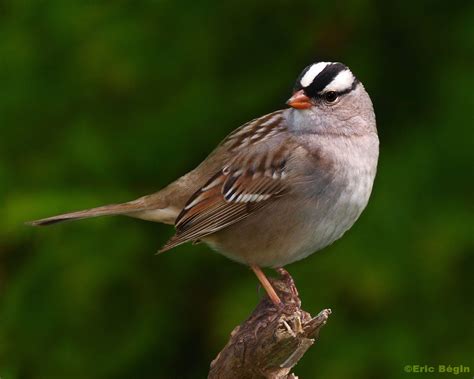 White Crowned Sparrow — Badgerland Bird Alliance