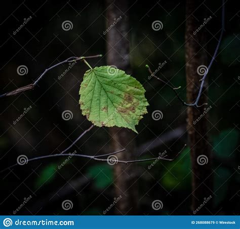 Shallow Focus Shot Of A Hazel Leaf Hanging On Its Tree Twig Stock Image