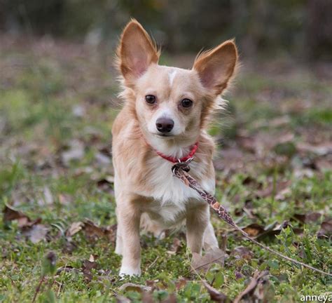 Our volunteers help reunite lost dogs. Lost, Missing Dog - Chihuahua Long Haired - Hephzibah, GA ...