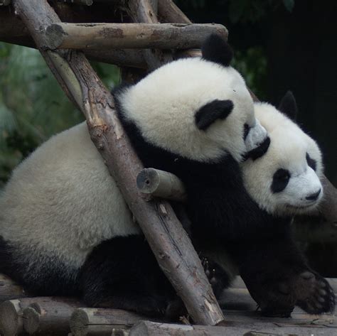 Panda Cuddle Maddie Flickr