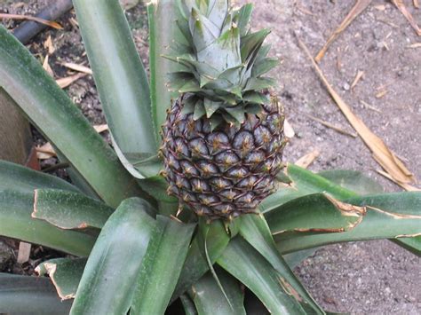How Pineapples Grow Flickr Photo Sharing