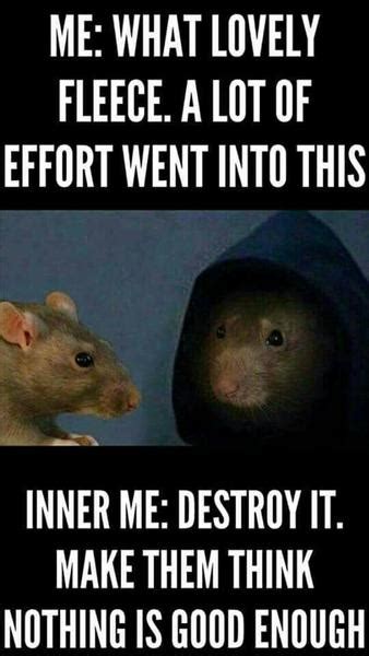 19 Hilarious Rat Meme That You Never Seen Before Memesboy