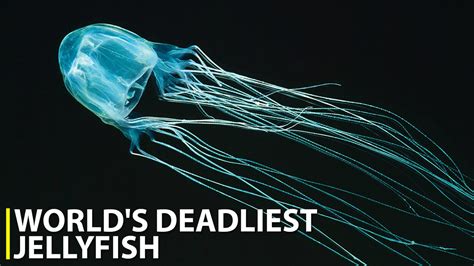 Watch Worlds Deadliest Jellyfish On Tv Osn Home Saudi Arabia