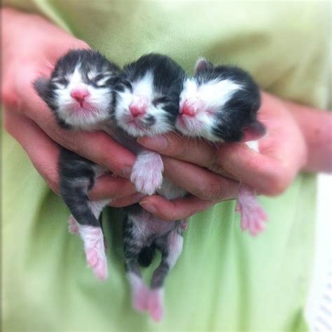 17 Best Images About Newborn Kittens On Pinterest Cats Bottle And