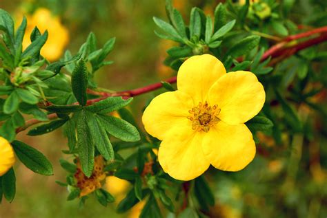 Small 5 Petal Yellow Flower Best Flower Site