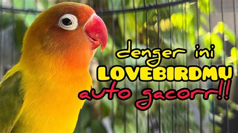 Pancing Dengan Ini Supaya Lovebird Gacor Ngekek Ngetik Dan Emosi Youtube