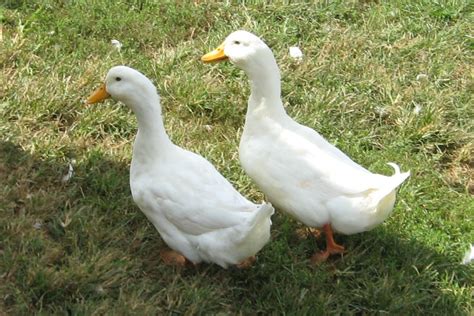 The pekin or white pekin is an american breed of domestic duck, raised primarily for meat. American Pekin - Pets Planet