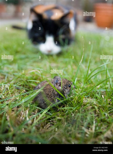 Domestic Cat Stalking Hi Res Stock Photography And Images Alamy