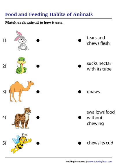 Food And Feeding Habits Of Animals Worksheet