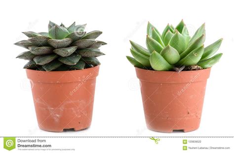 Set Of Pot Plant Echeveria Different Types Isolated On A