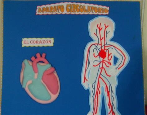 Lindas Manualidades Sistema Circulatorio Maqueta