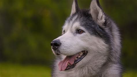 Dog Husky 4k 5k Hd Animals Wallpapers Hd Wallpapers Id 49425