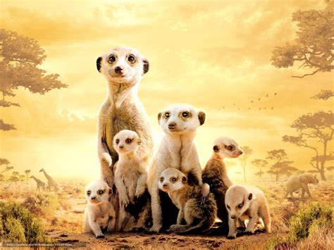 Download Wallpaper Сурикаты The Meerkats Film Movies Free Desktop