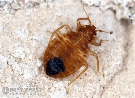 Best Bed Bug Exterminators Nyc Pest Phobia