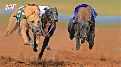 We did not find results for: Greyhound Dog Racing - JerseyGroovyFilms - YouTube