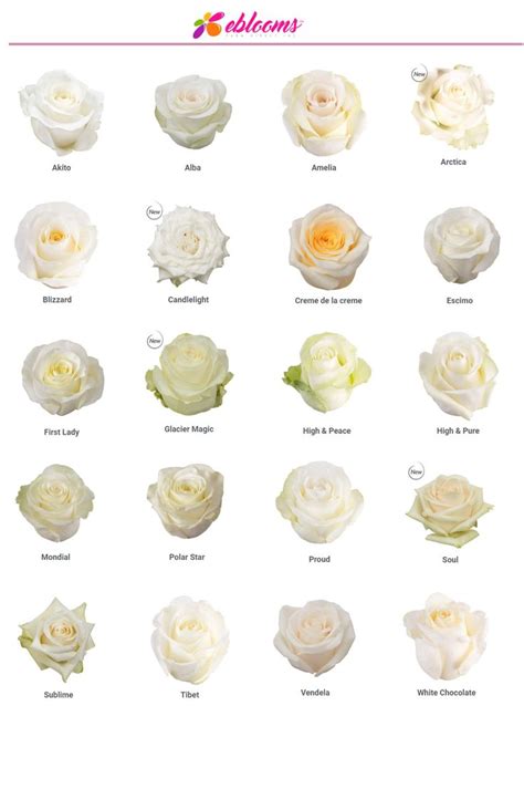 Check spelling or type a new query. White Roses best sellers varieties The most ordered by ...