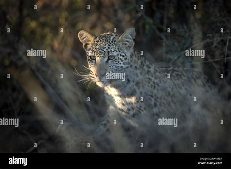 A Young Leopard Hiding In Thick Grass And Scrub Stock Photo Alamy