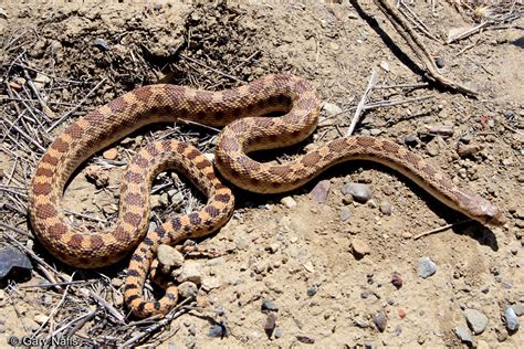 Pacific Gophersnake Pituophis Catenifer Catenifer