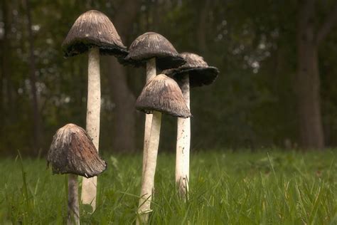 Mushrooms With Tall Stems Growing In Photograph By John Short Pixels