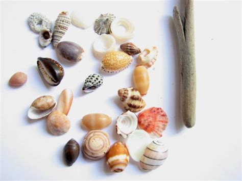 Assorted Miniature Sea Shells Colorful Collection Of Tiny Etsy