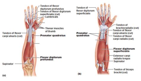 Muscles Of The Forearm