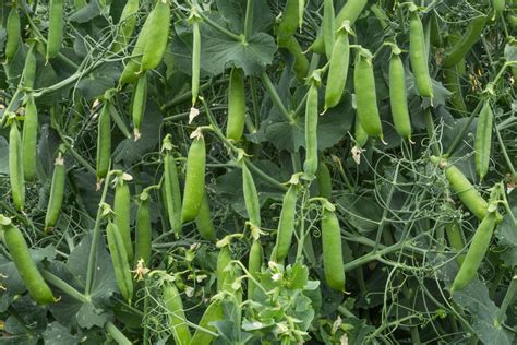 Growing Peas Top Tips To Grow Like A Farmer
