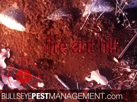 1502 w university dr ste 105, mckinney, tx 75069. Fire Ant Pest Control in Burleson TX | Bullseye Pest ...