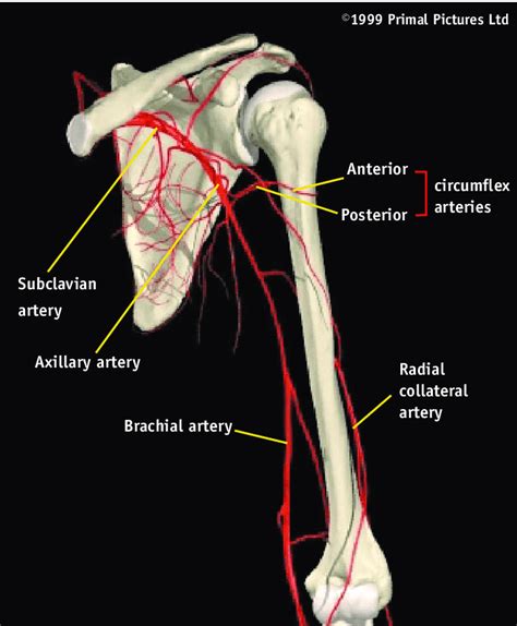 Arteries Of Upper Limb Gross Anatomy Upper Limb Vasculature Sexiz Pix