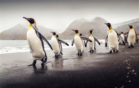 Fond Décran Les Pingouins Animaux Manchot Le Bec Faune Oiseau