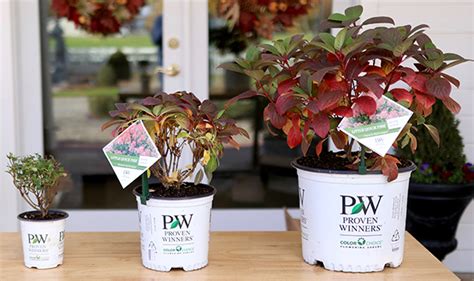 Plant Container Sizes Proven Winners