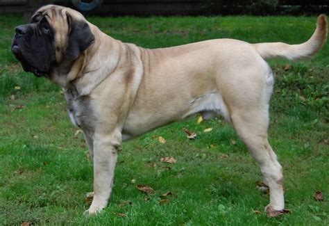 Mastiff Dog Breed Information Pictures And More