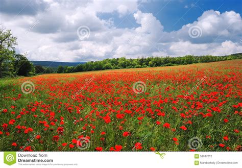 Poppy Field In The Summer With Blue Cloudy Sky Stock Photo Image Of