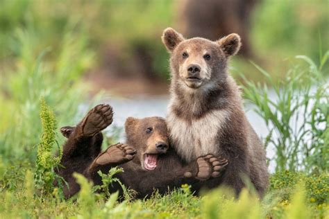 15 Of The Funniest Finalists From The 2020 Comedy Wildlife Photo Awards