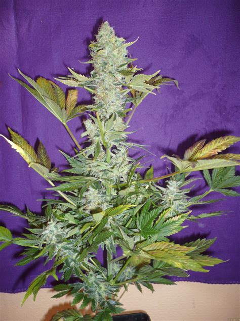 Common bugs in florida include, ants, subterranean termites, spiders, roaches and more! Galerie des Variétés: Black Widow (Mr Nice Seedbank) PIC ...