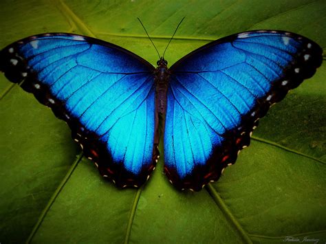 Blue Morpho Butterfly By Fabián Jiménez Román Photo 55744054 500px