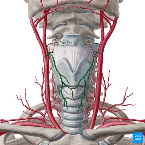 Superior Thyroid Artery Anatomy Branches Supply Kenhub