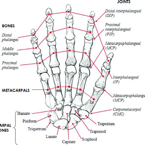 Pdf The Role Of Morphology Of The Thumb In Anthropomorphic Grasping