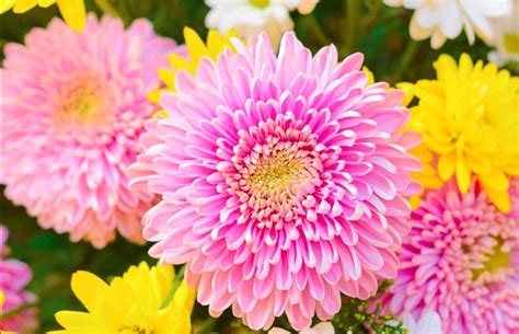 Chrysanthemum Learn How To Plant Care And Grow Magnificent Flowers