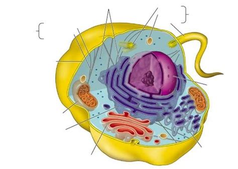 My New Blog Animal Cell Diagram Without Labels