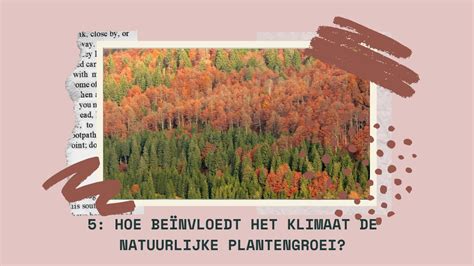 Hoe Beïnvloedt Het Klimaat De Natuurlijke Plantengroei Weerenklimaat