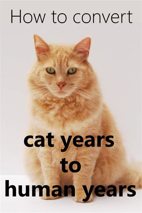 1.5 = 1 year and 6 months. How To Convert Cat Years To Human Years • The Pets KB