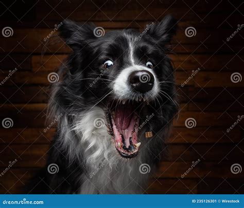 Closeup Shot Of A Border Collie With A Funny Face Stock Image Image