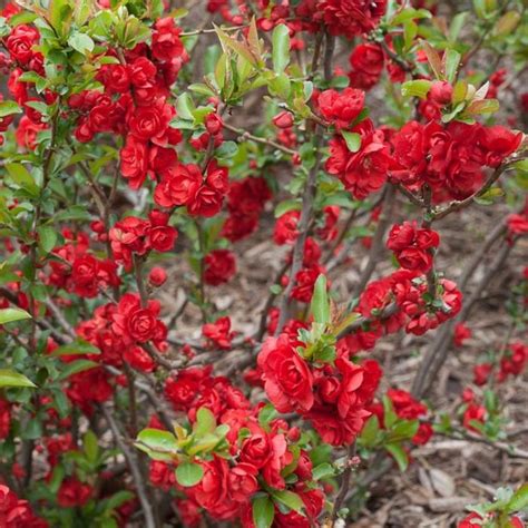 Chaenomeles Speciosa Scarlet Storm Buy Plants At Coolplants