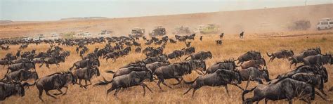 Experience The Great Wildebeest Migration On Your Tanzania Safari