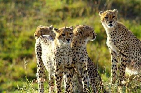 Gruppe Junger Geparden Massai Mara Kenia Foto And Bild Tiere Wildlife Säugetiere Bilder Auf