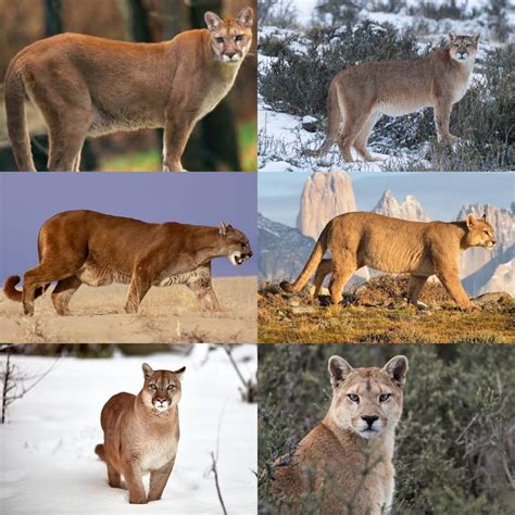 North American Cougar And Patagonian Cougar Comparation R