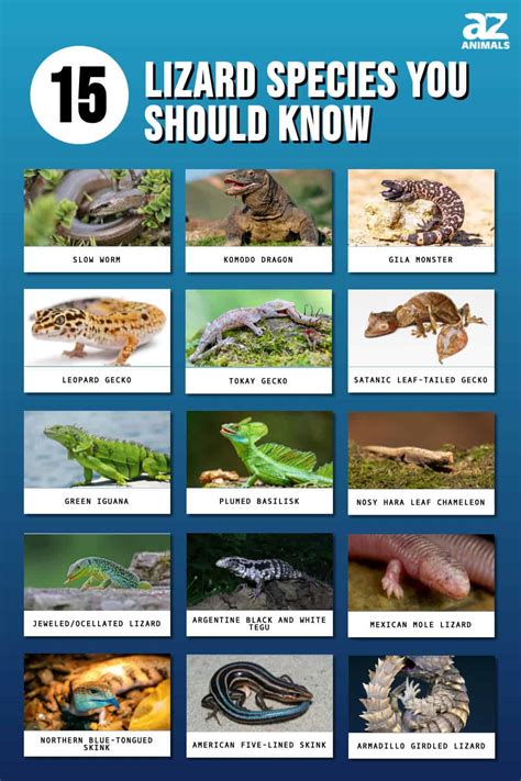 Types Of Lizards The 15 Lizard Species You Should Know A Z Animals